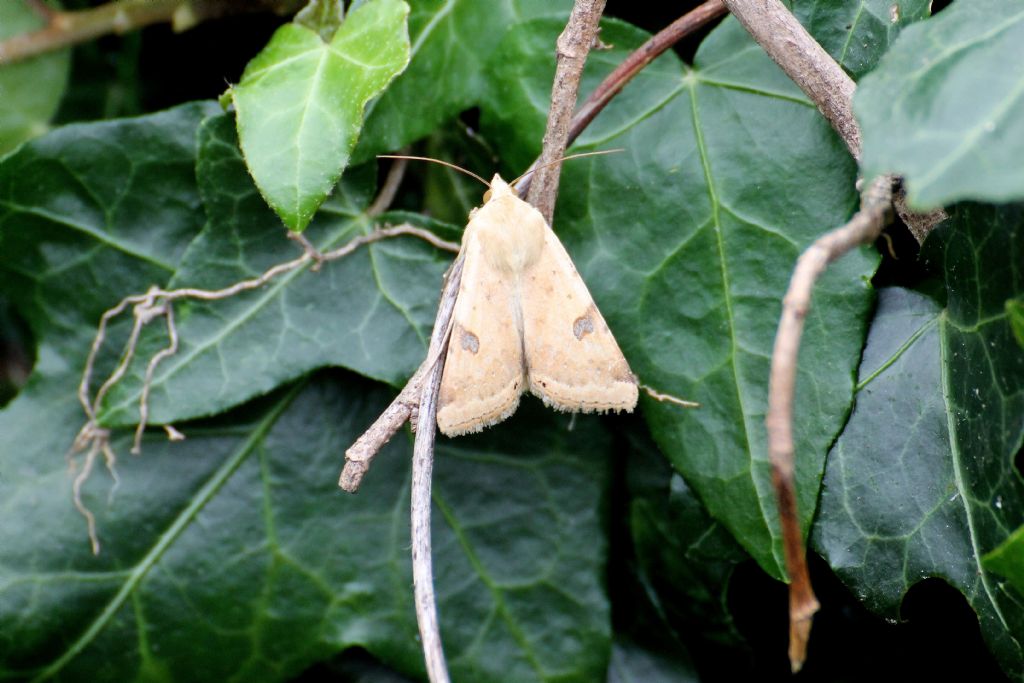 Quale falena? - Heliothis peltigera